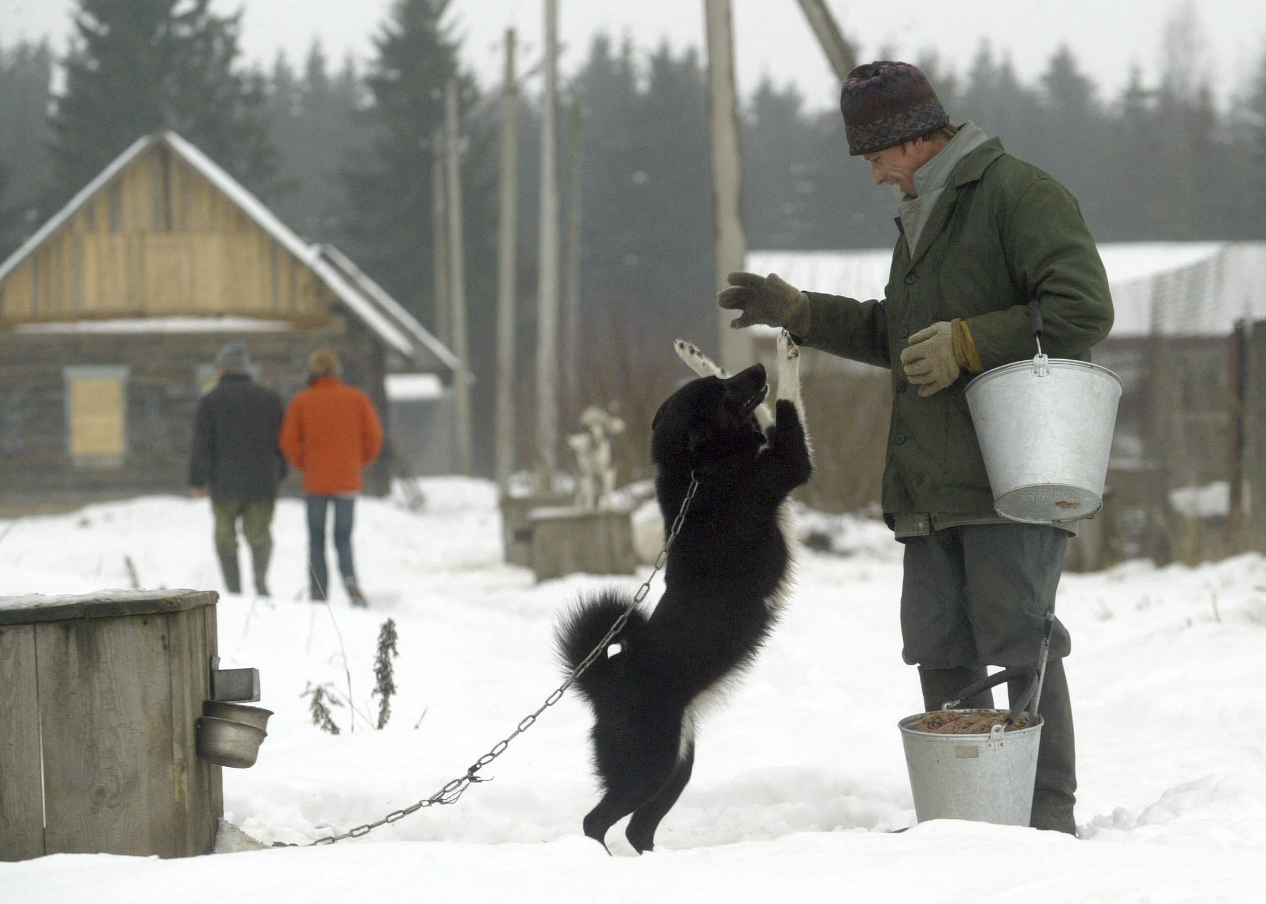 pies na łańcuchu w zimie