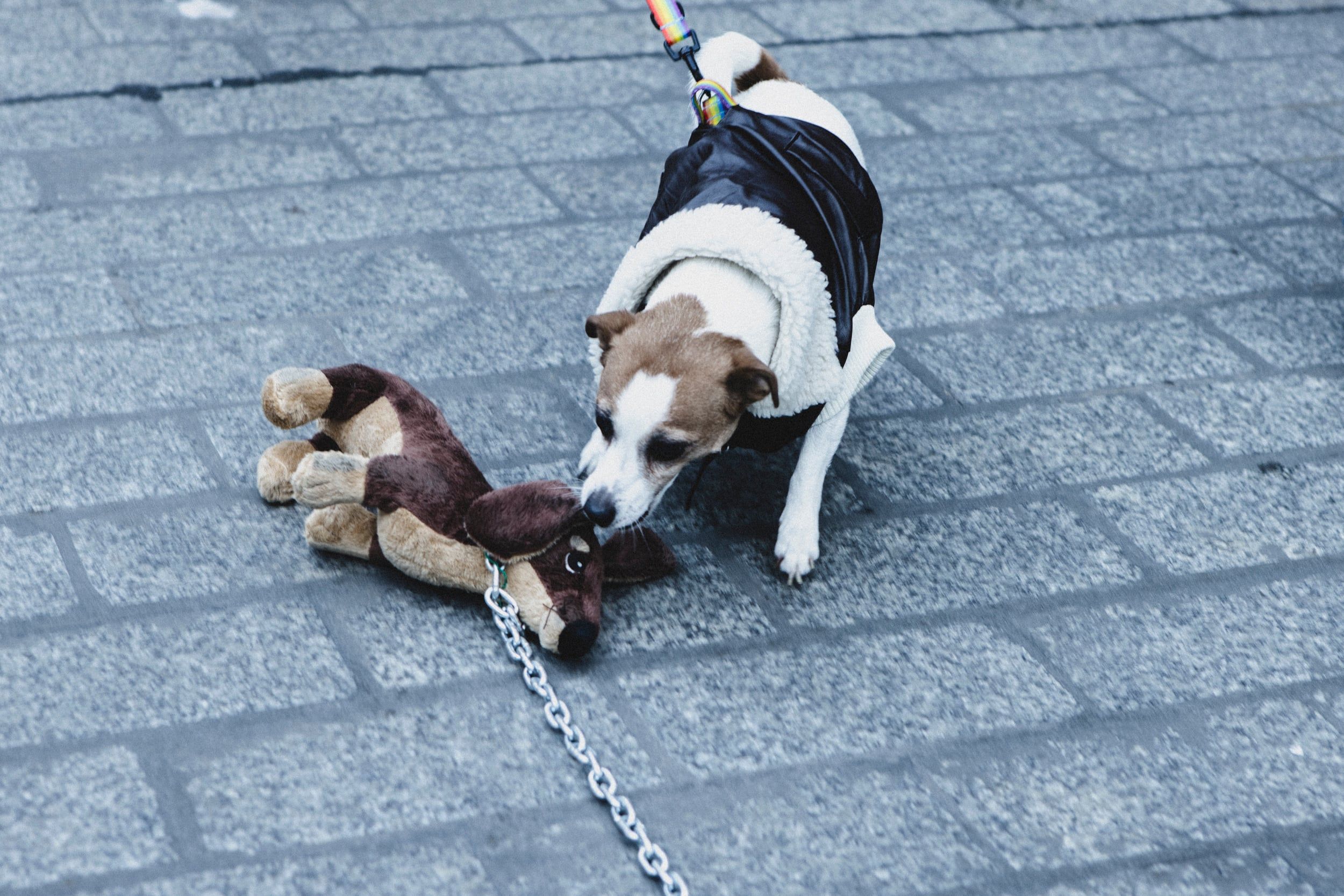piesek wącha pluszowego psa na łańcuchu