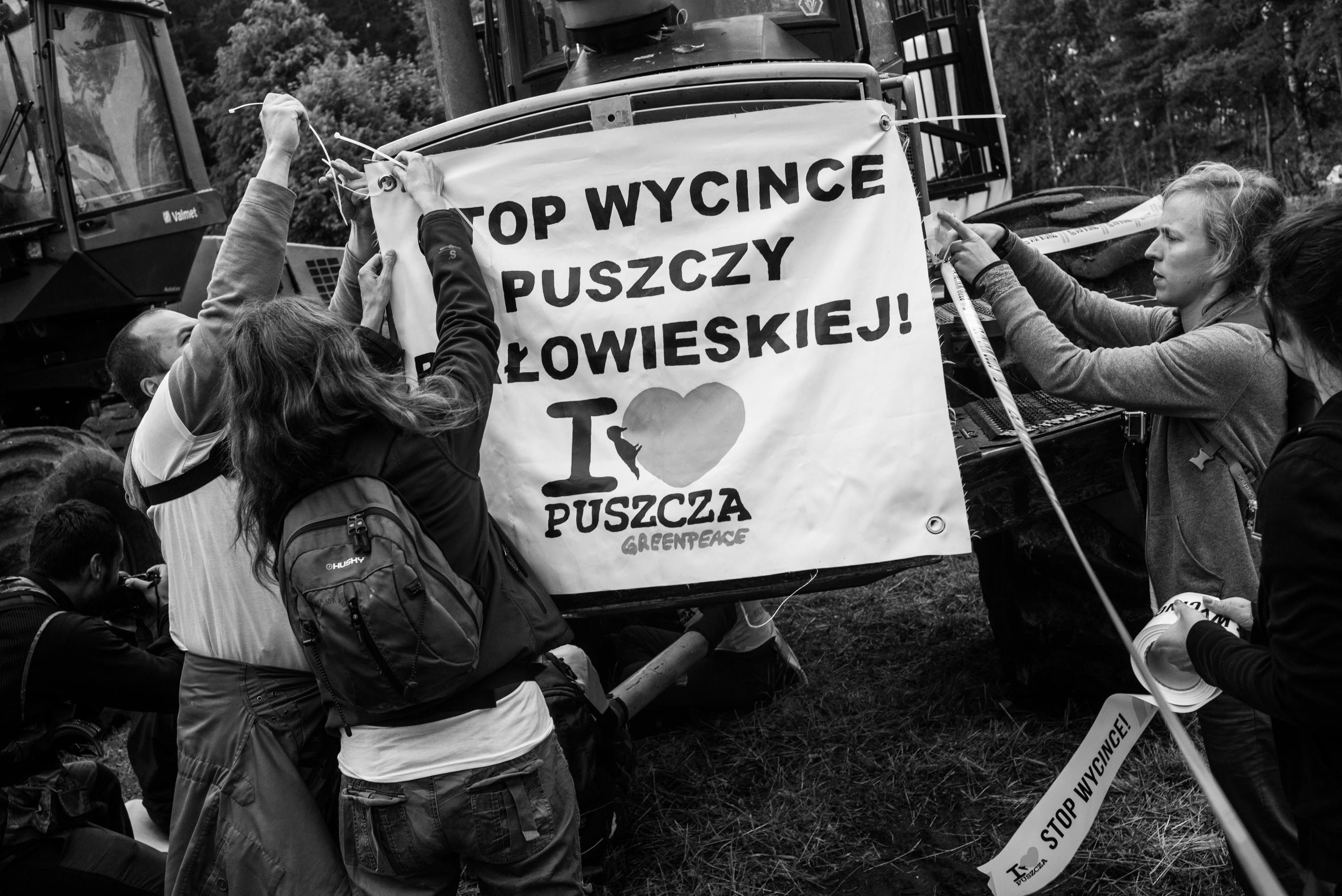 Grafika do artykułu Policja dziwnie łaskawa. Czy Straż Leśna zaatakuje? Międzynarodowa akcja przeciw wycince Puszczy trwa