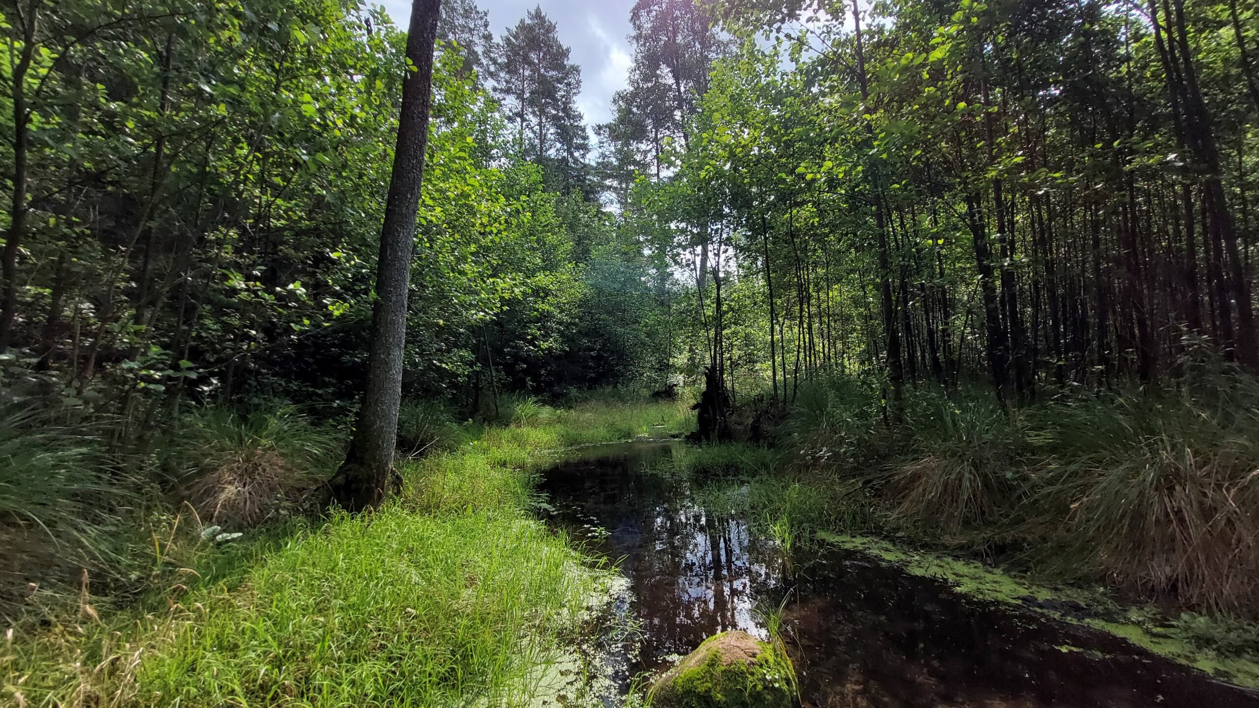 Pociągi przez puszczę
