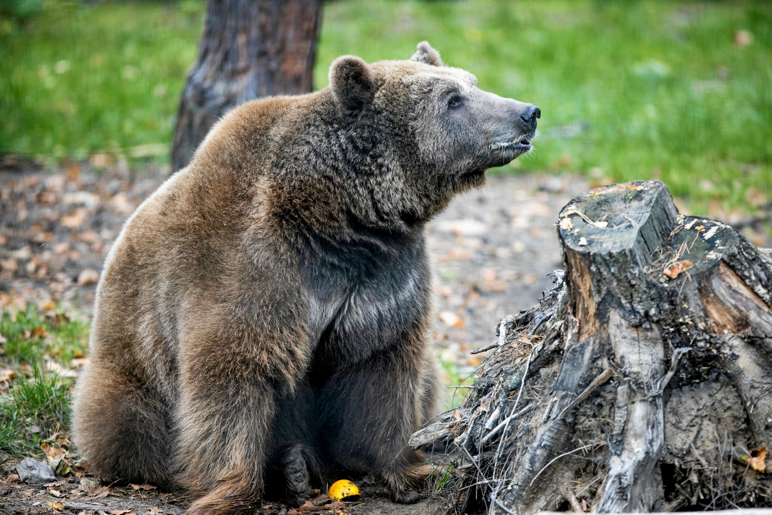 Uratowany niedźwiedź Baloo