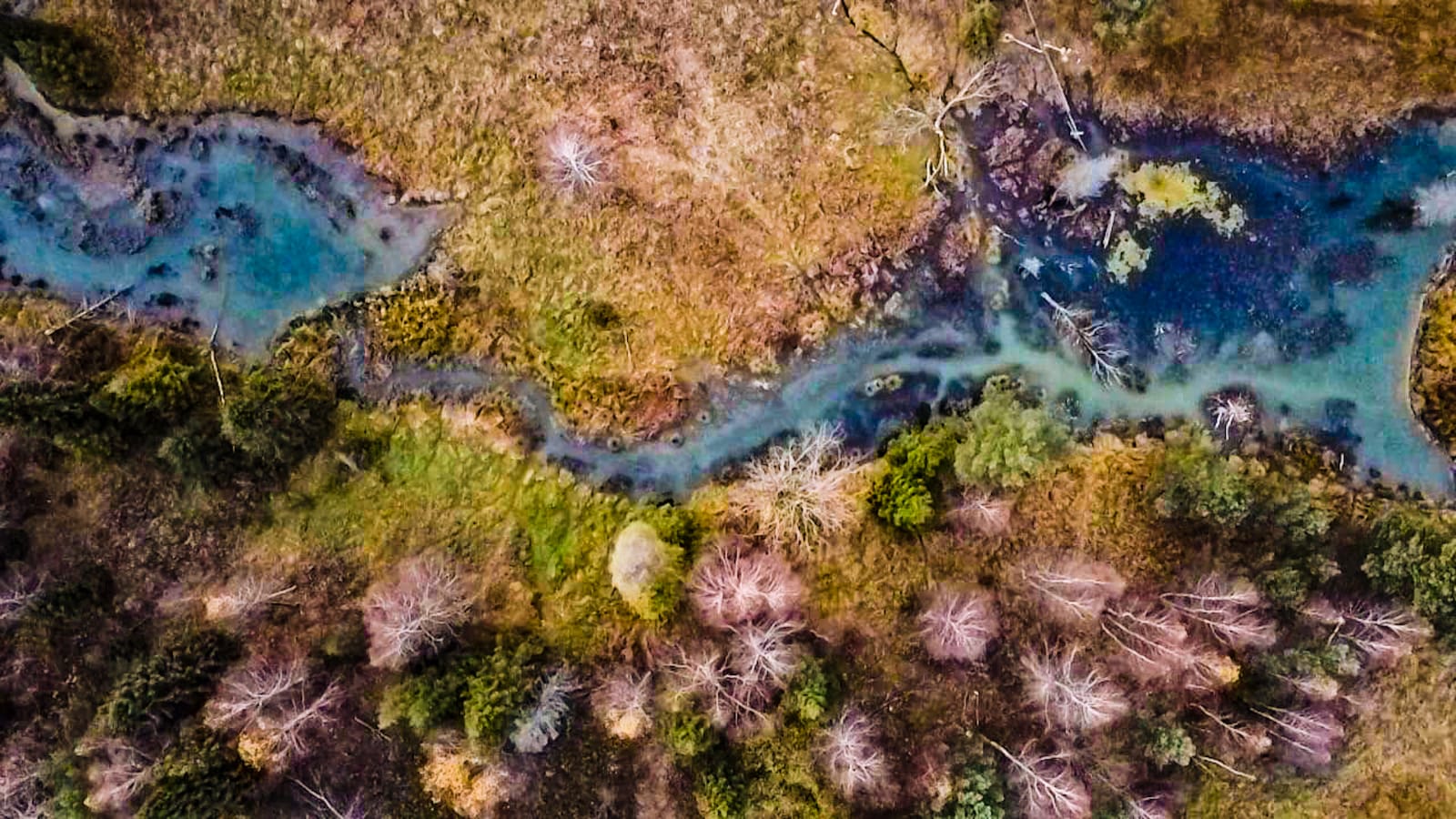 sfotografowany z góry staw stworzony przez bobry