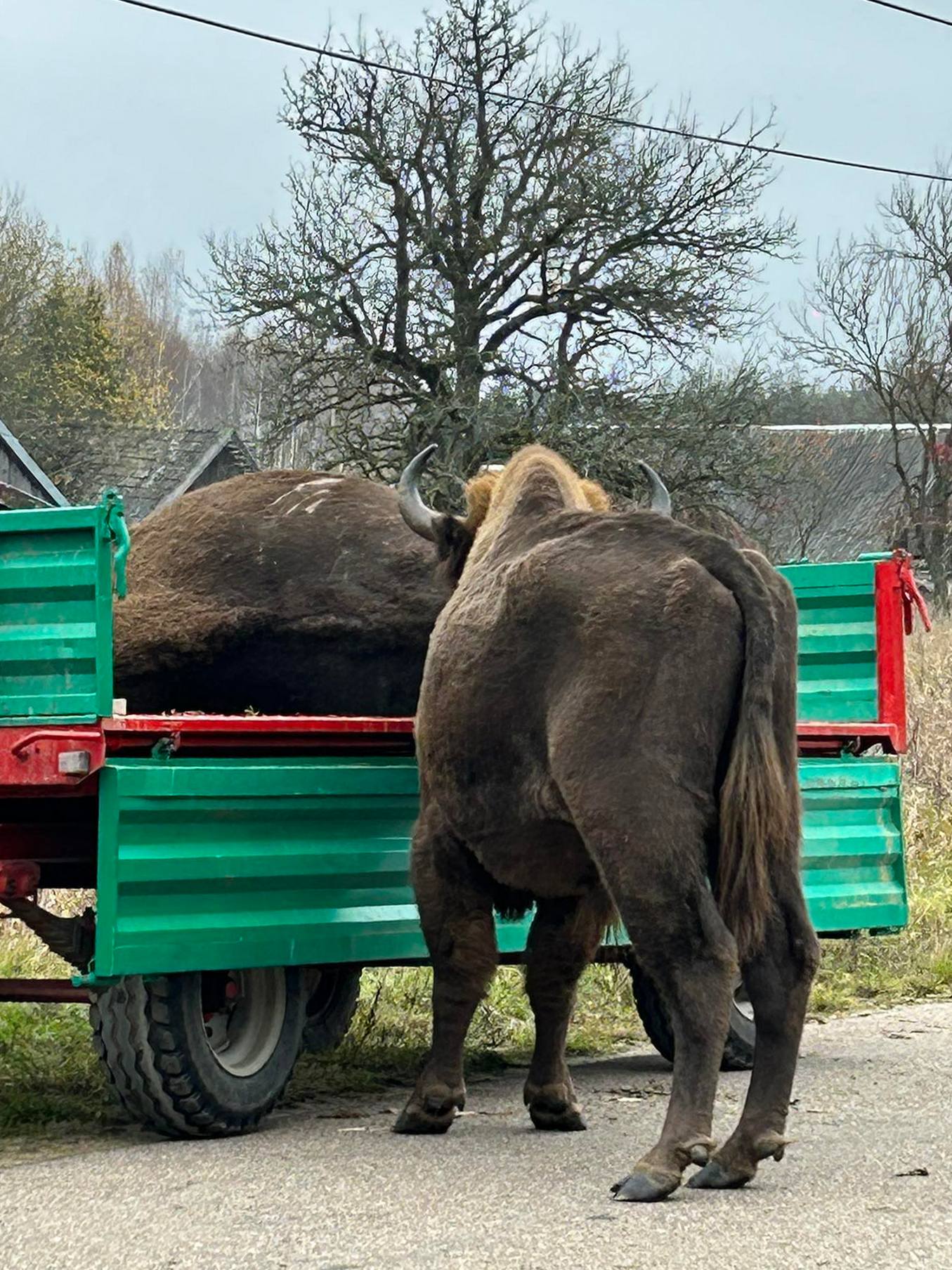 Żubr Poradek nie odstępuje na krok ciała zmarłego kolegi